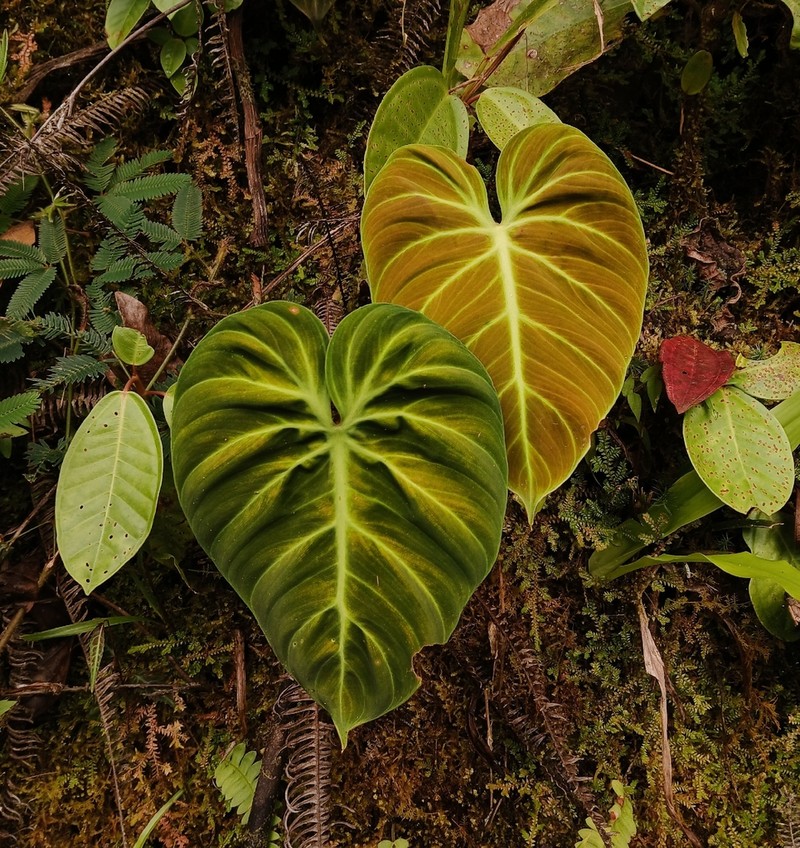 Philodendron rubrijuvenile photo 5