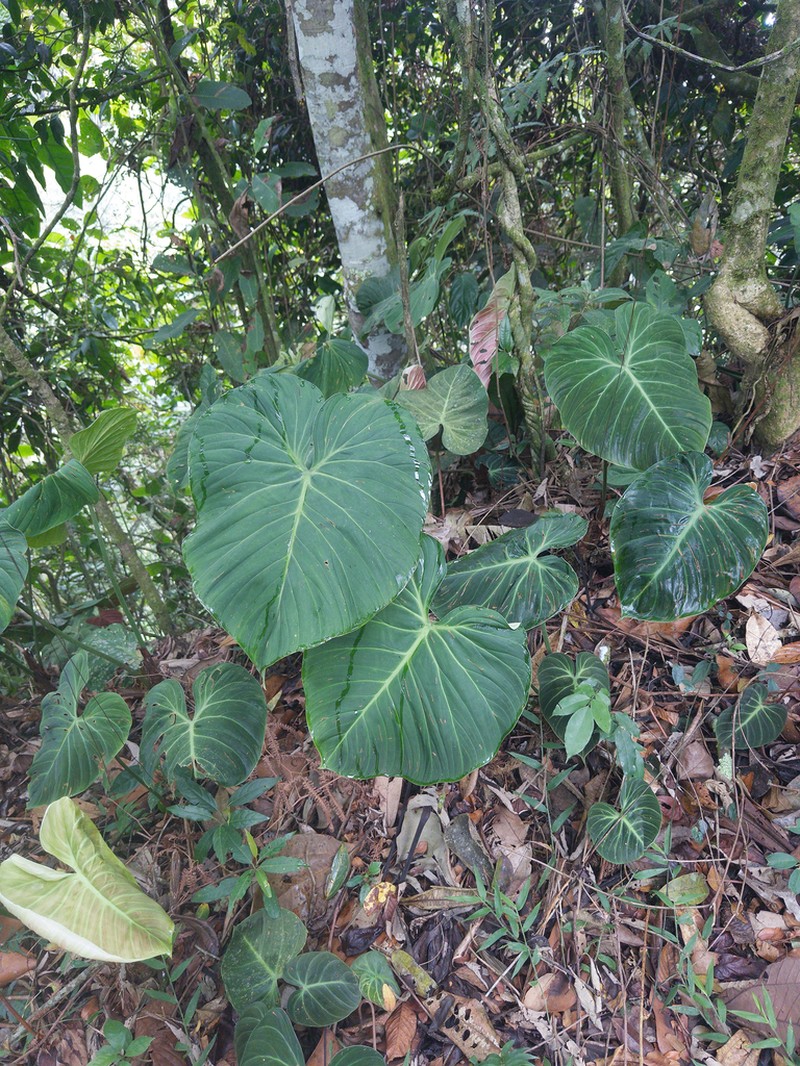 Philodendron rubrijuvenile photo 6