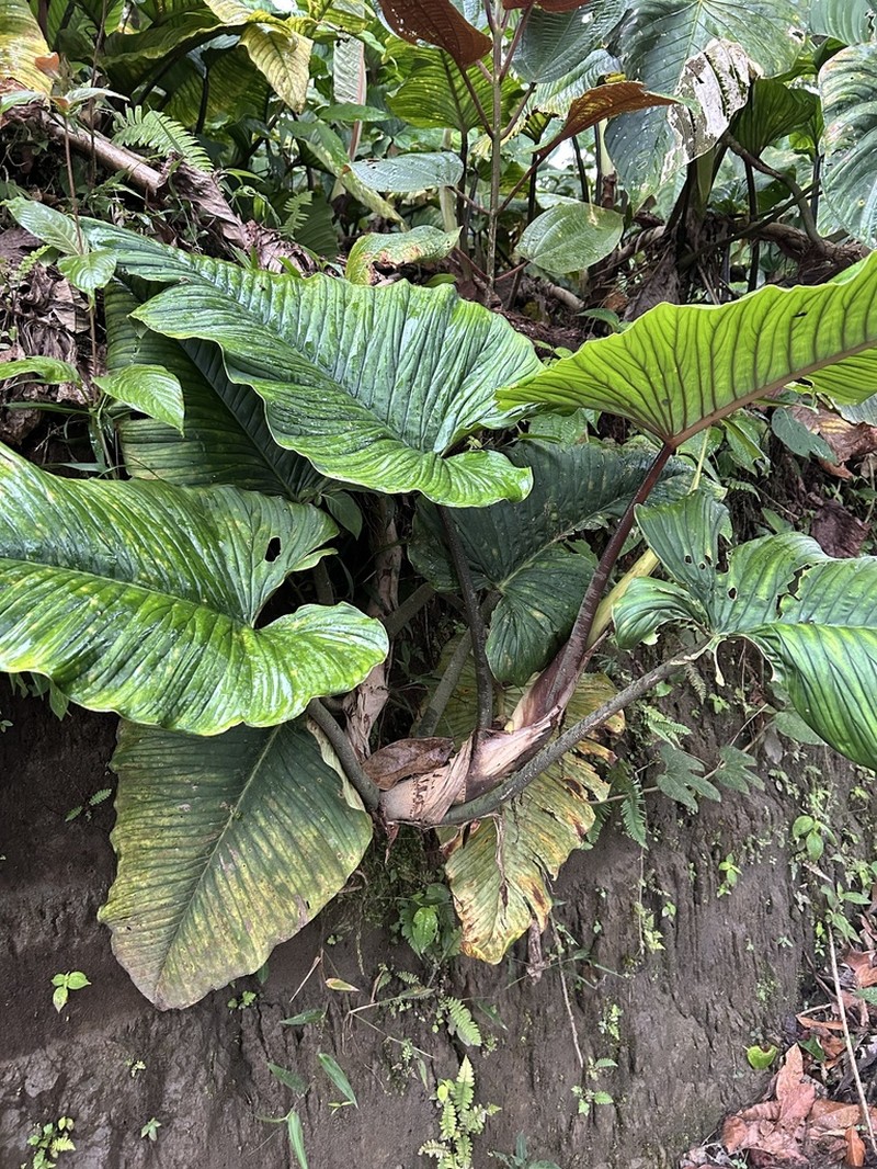 Philodendron rugapetiolatum
