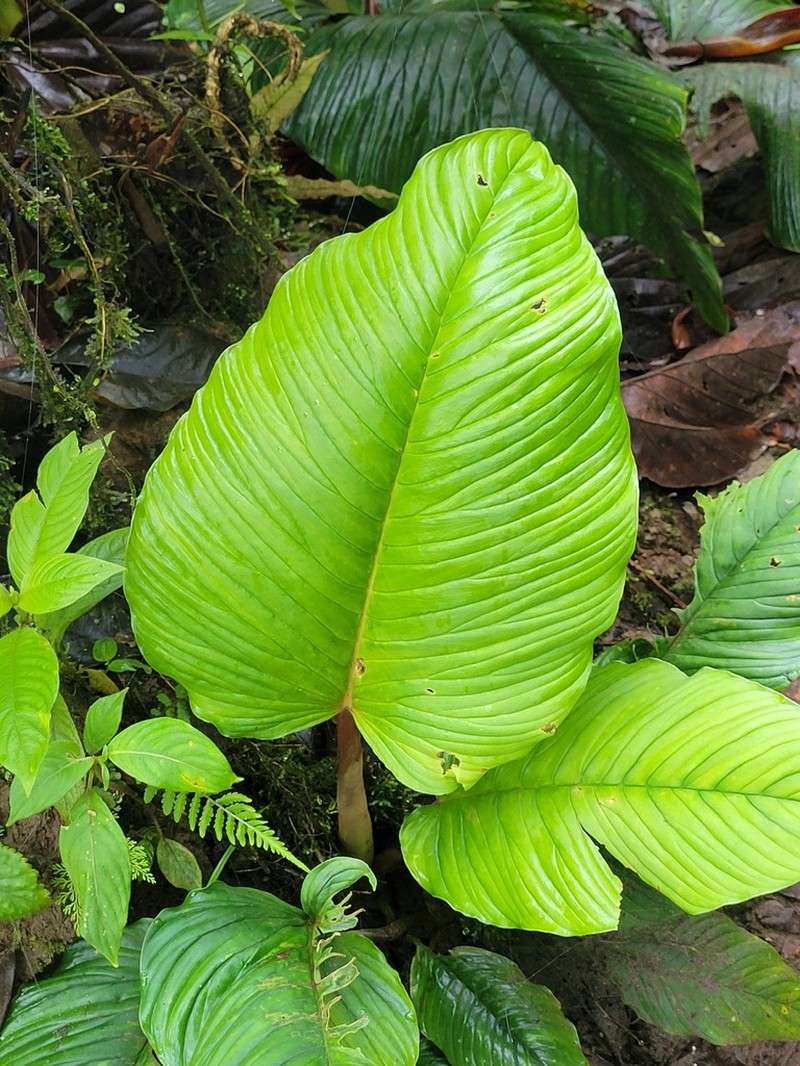 Philodendron rugapetiolatum photo 2