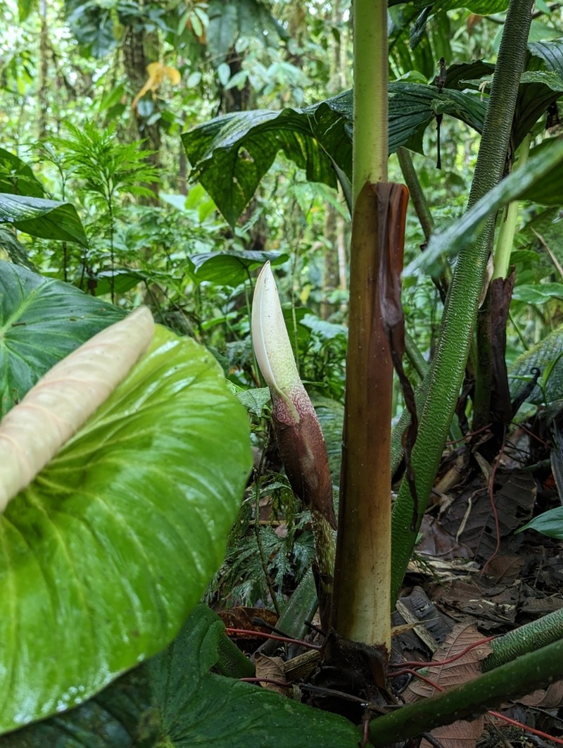 Philodendron rugapetiolatum photo 3