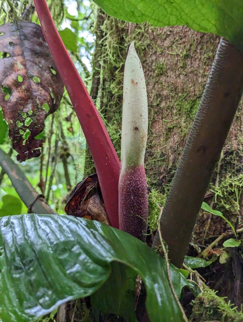 Philodendron rugapetiolatum photo 4