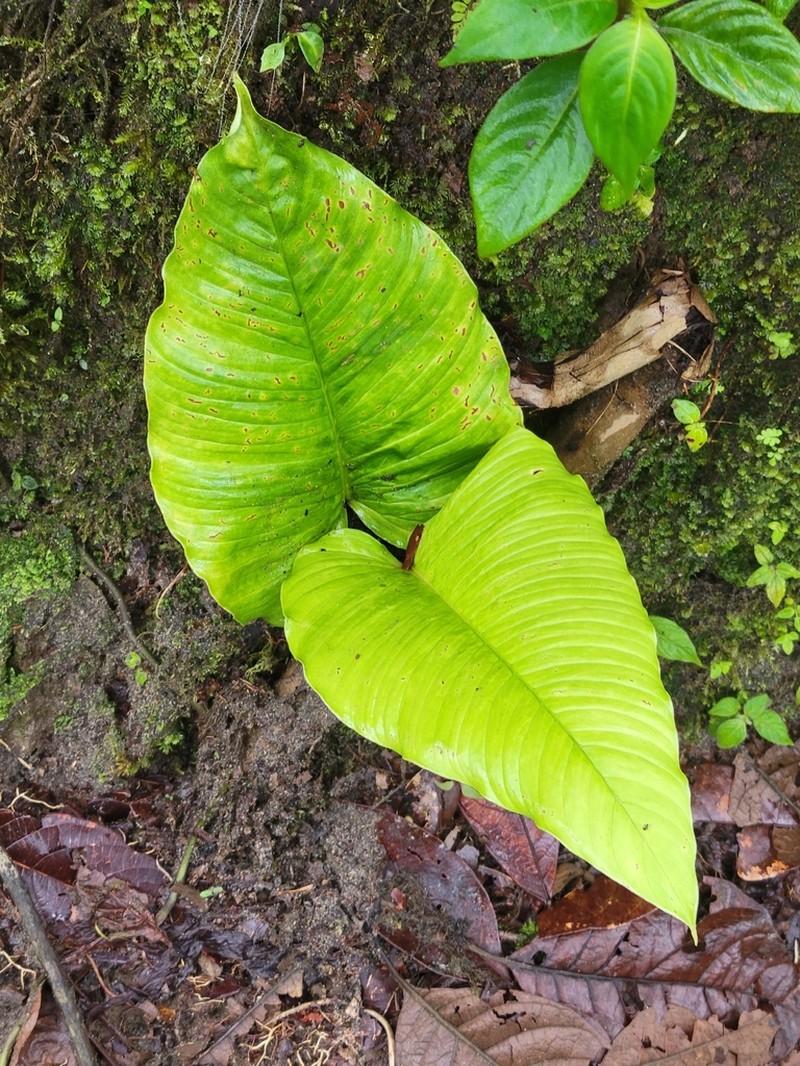 Philodendron rugapetiolatum photo 5