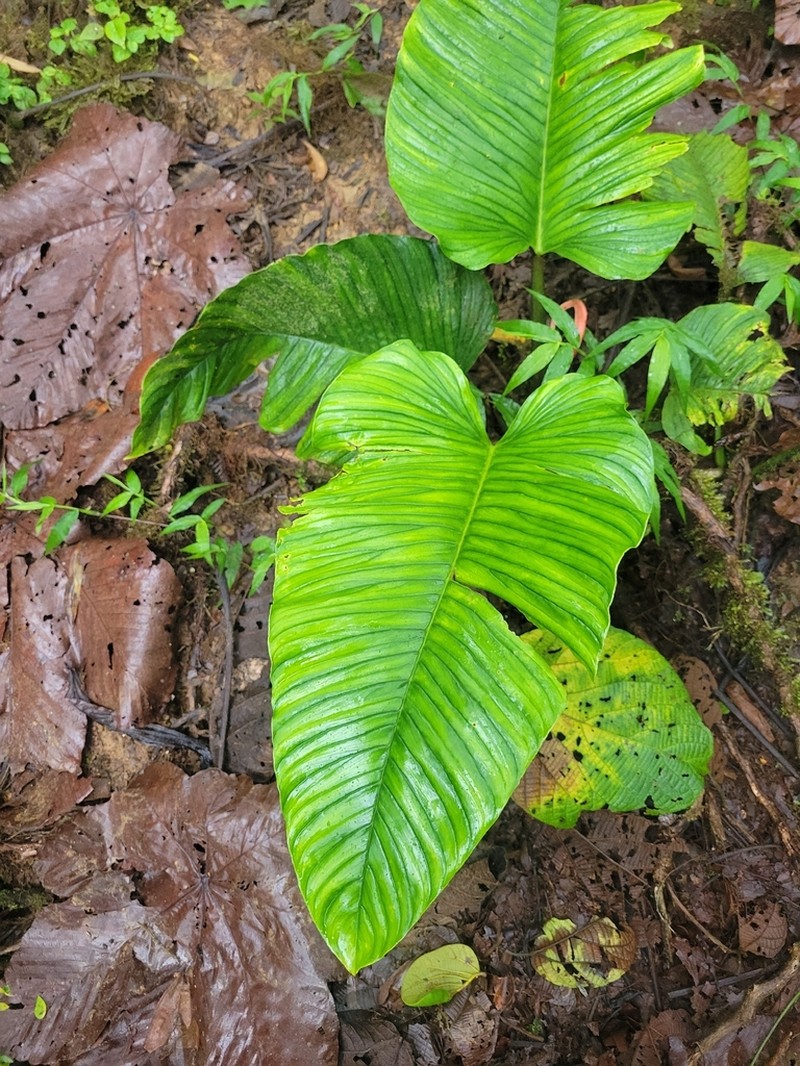 Philodendron rugapetiolatum photo 6