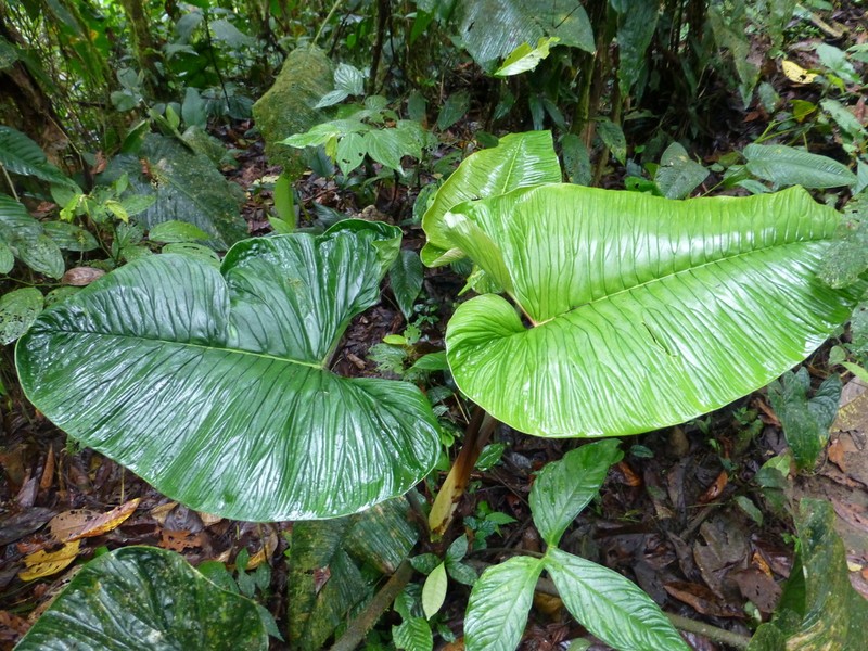 Philodendron rugapetiolatum photo 7