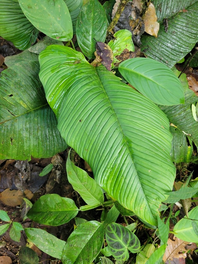 Philodendron rugapetiolatum photo 8