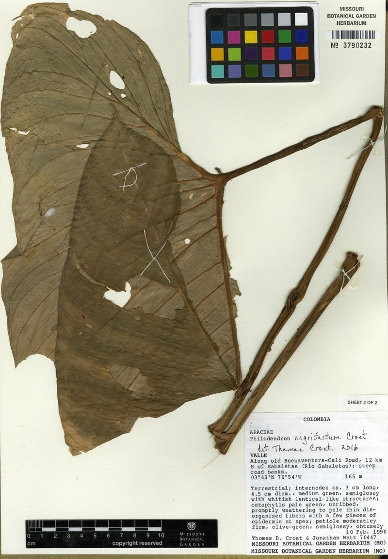 Philodendron sabaletense