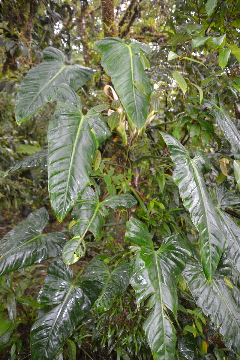Philodendron samudioense