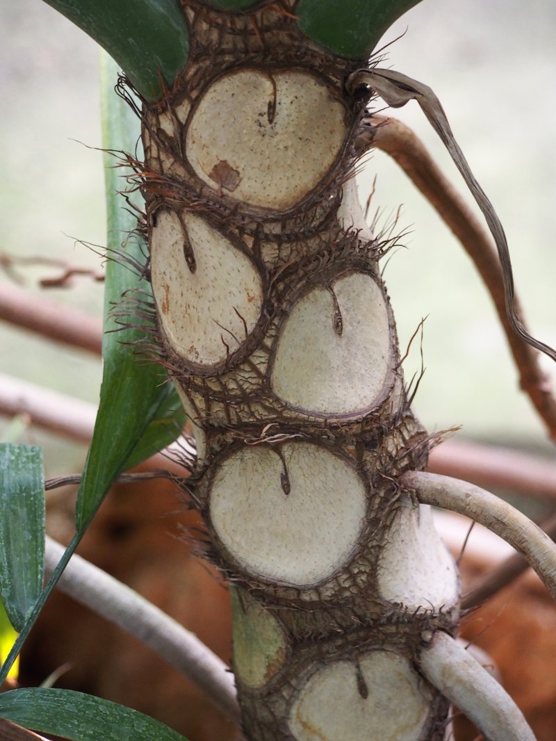 Philodendron