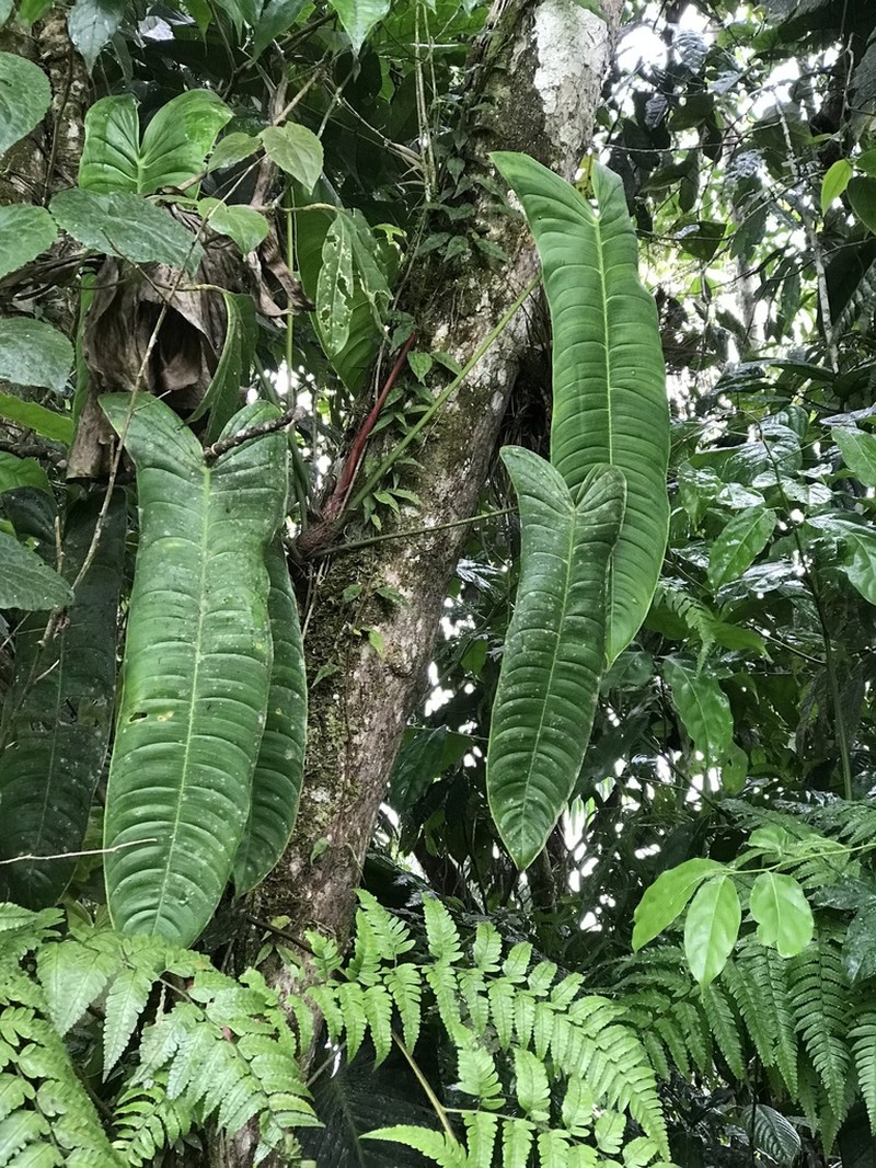 Philodendron sharoniae
