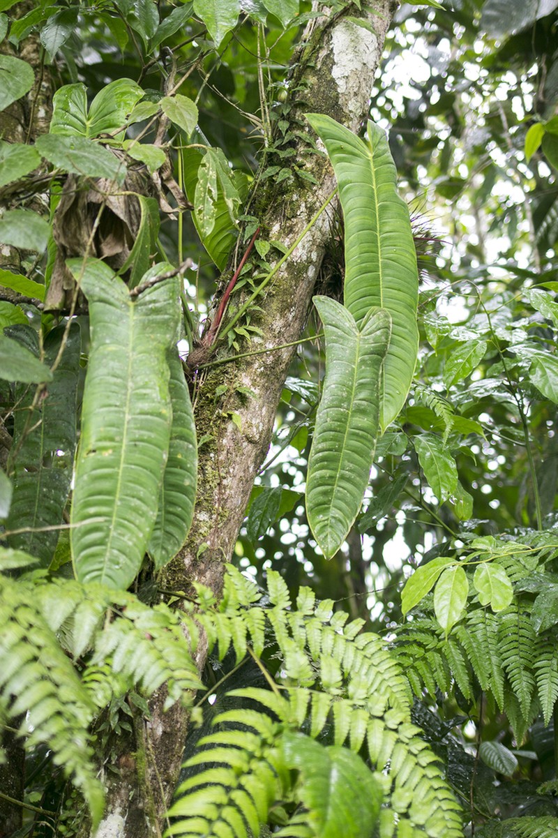 Philodendron sharoniae photo 2