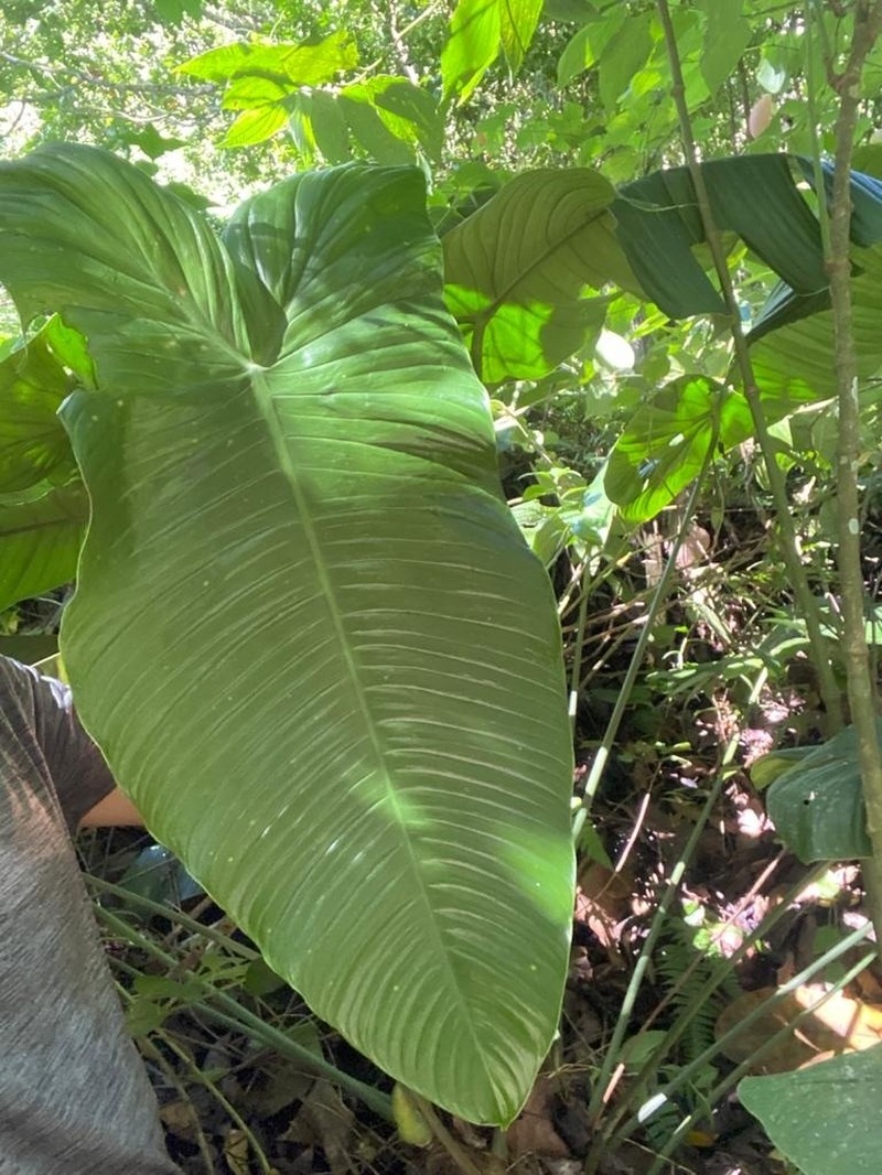 Philodendron sharoniae photo 3
