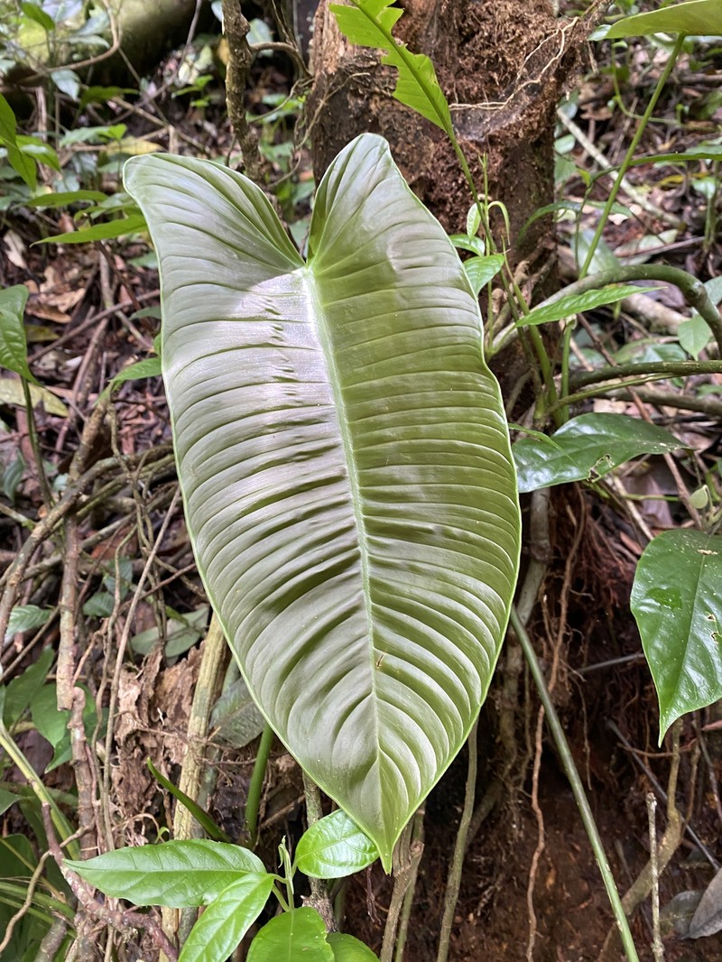 Philodendron sharoniae photo 5