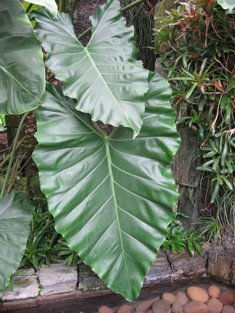 Philodendron