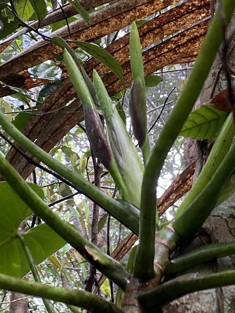 Philodendron theofiloanum