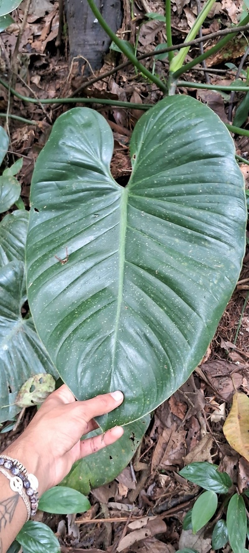 Philodendron theofiloanum photo 2