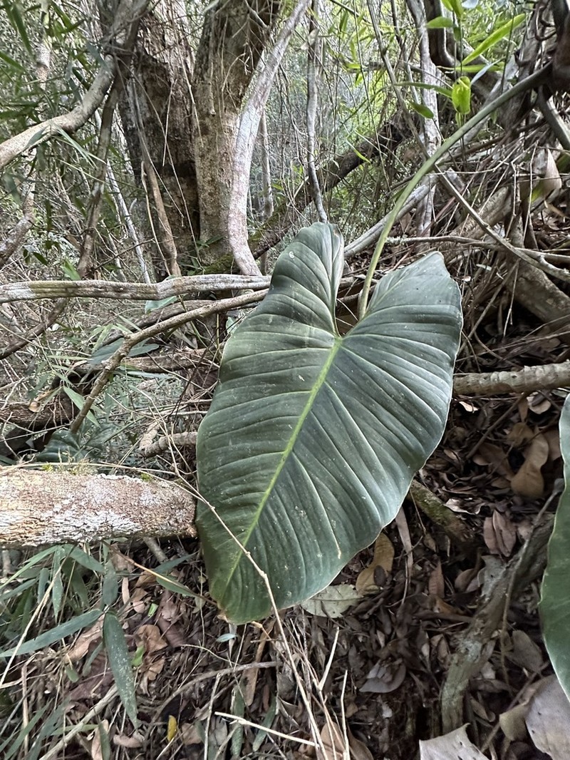 Philodendron theofiloanum photo 3