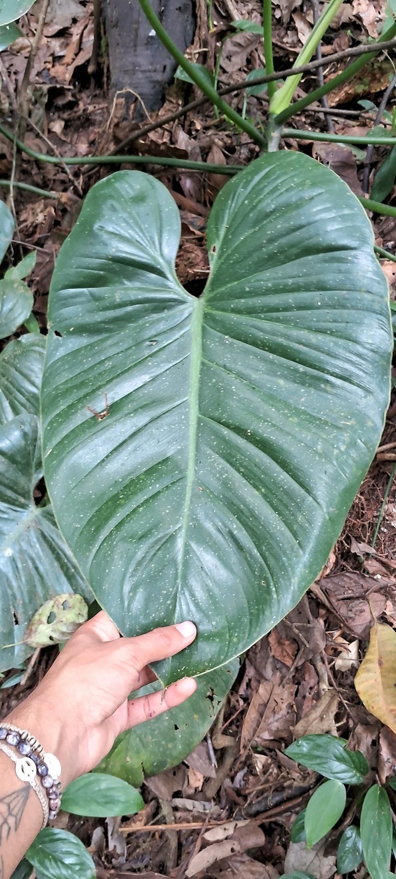 Philodendron theofiloanum photo 4