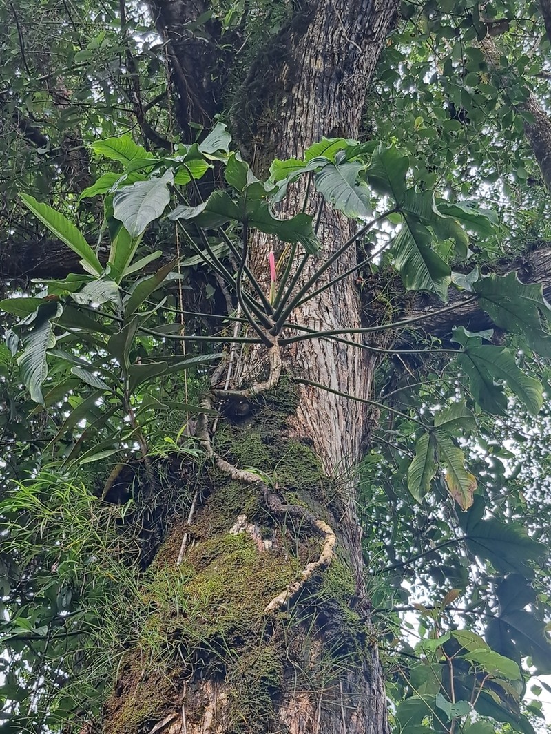 Philodendron trisectifolium