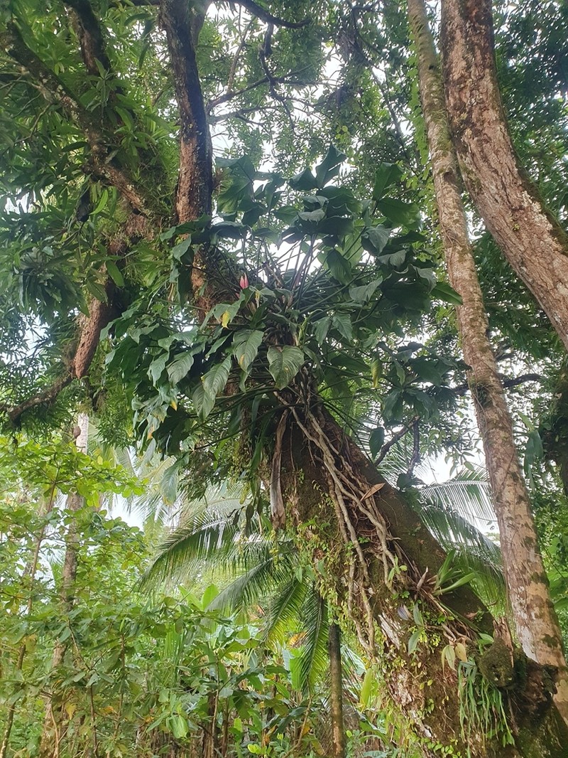 Philodendron trisectifolium photo 2