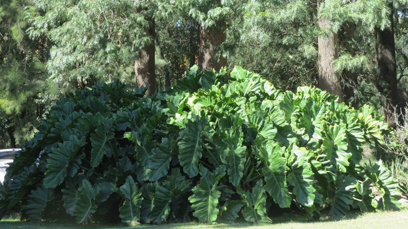 Philodendron undulatum photo 5