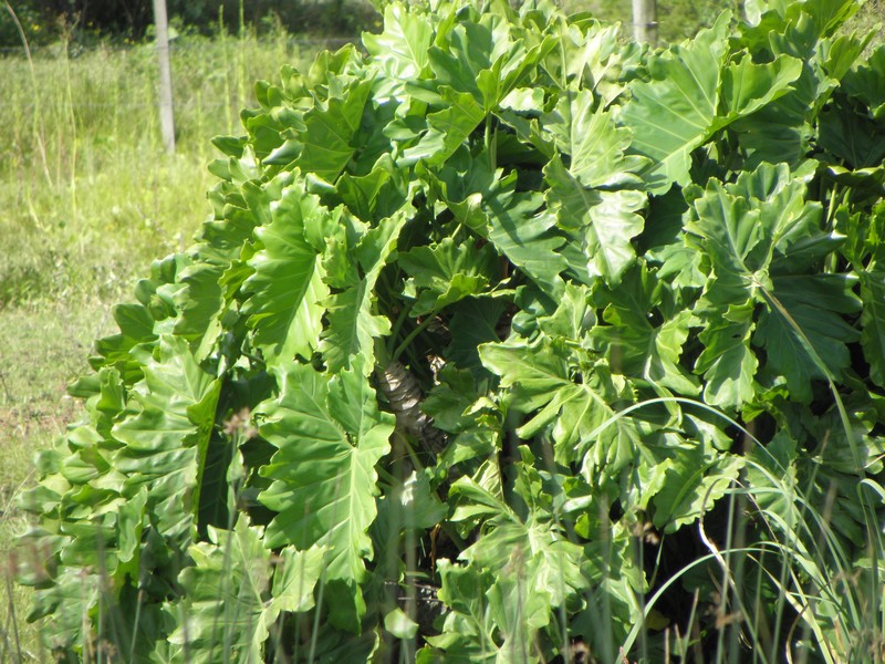Philodendron undulatum photo 2