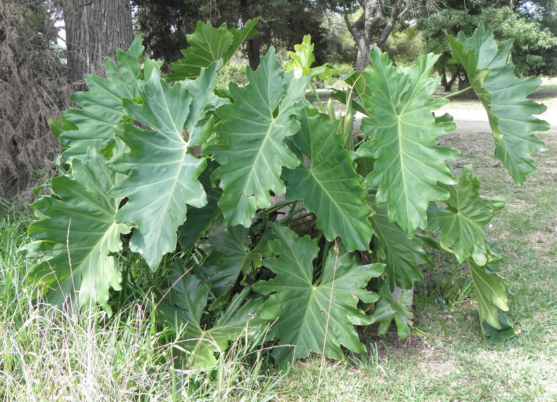 Philodendron undulatum
