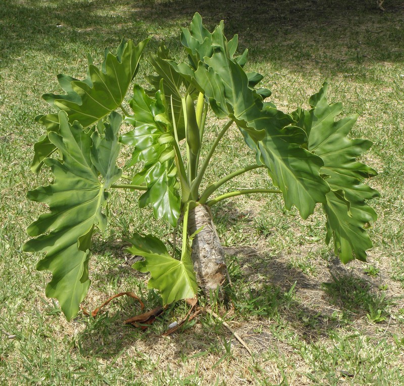 Philodendron undulatum photo 3