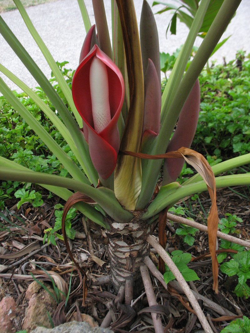 Philodendron undulatum photo 6