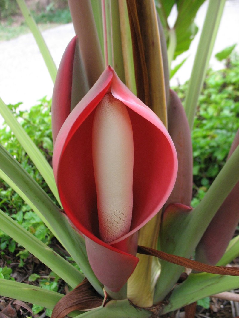 Philodendron undulatum photo 7
