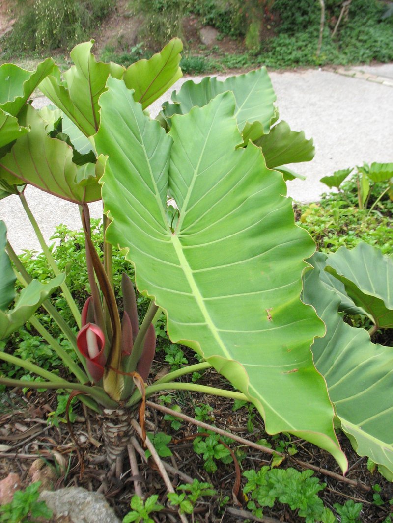 Philodendron undulatum photo 8