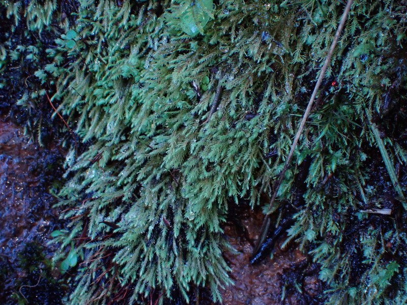 Philonotis Moss photo 7