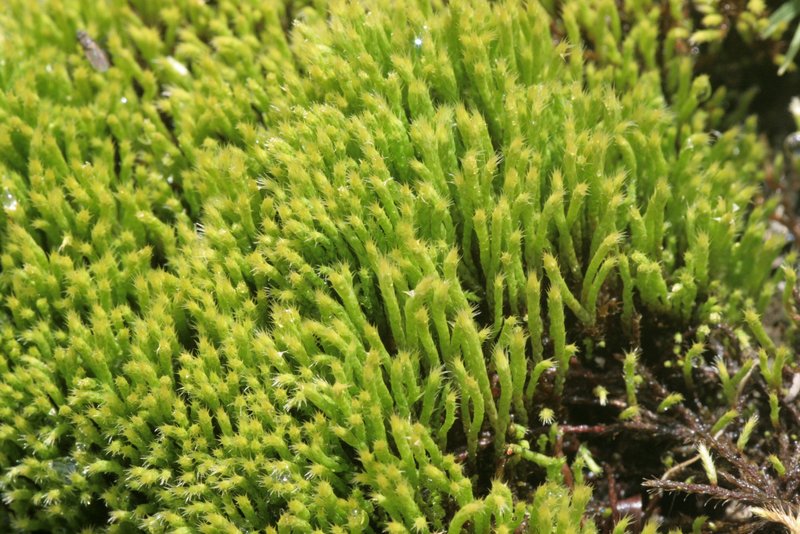 Philonotis Moss