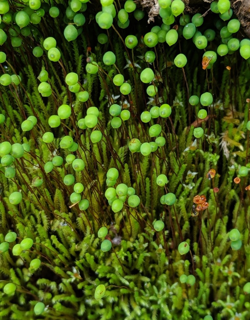 Philonotis Moss photo 8