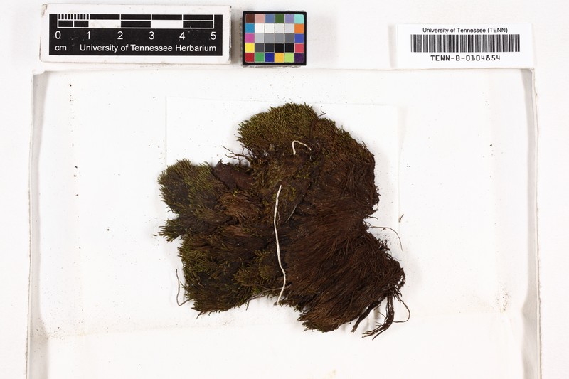 Philonotis Moss photo 2