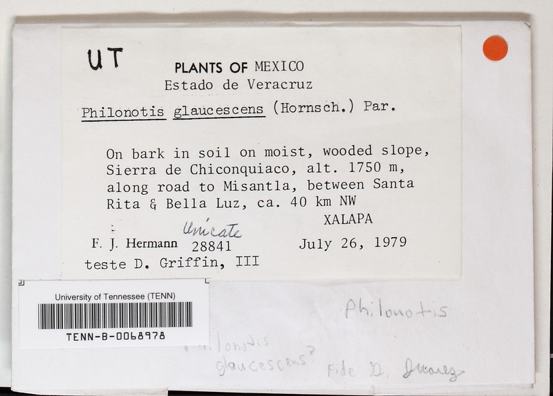 Philonotis Moss photo 3