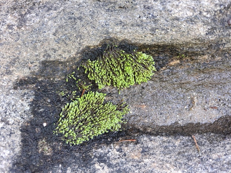 Philonotis Moss