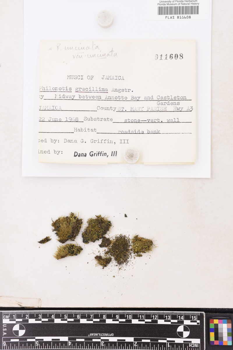 Philonotis Moss photo 5