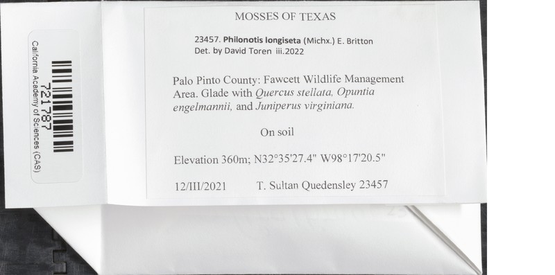 Philonotis Moss photo 3