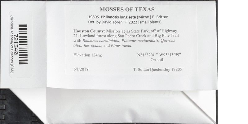 Philonotis Moss photo 4