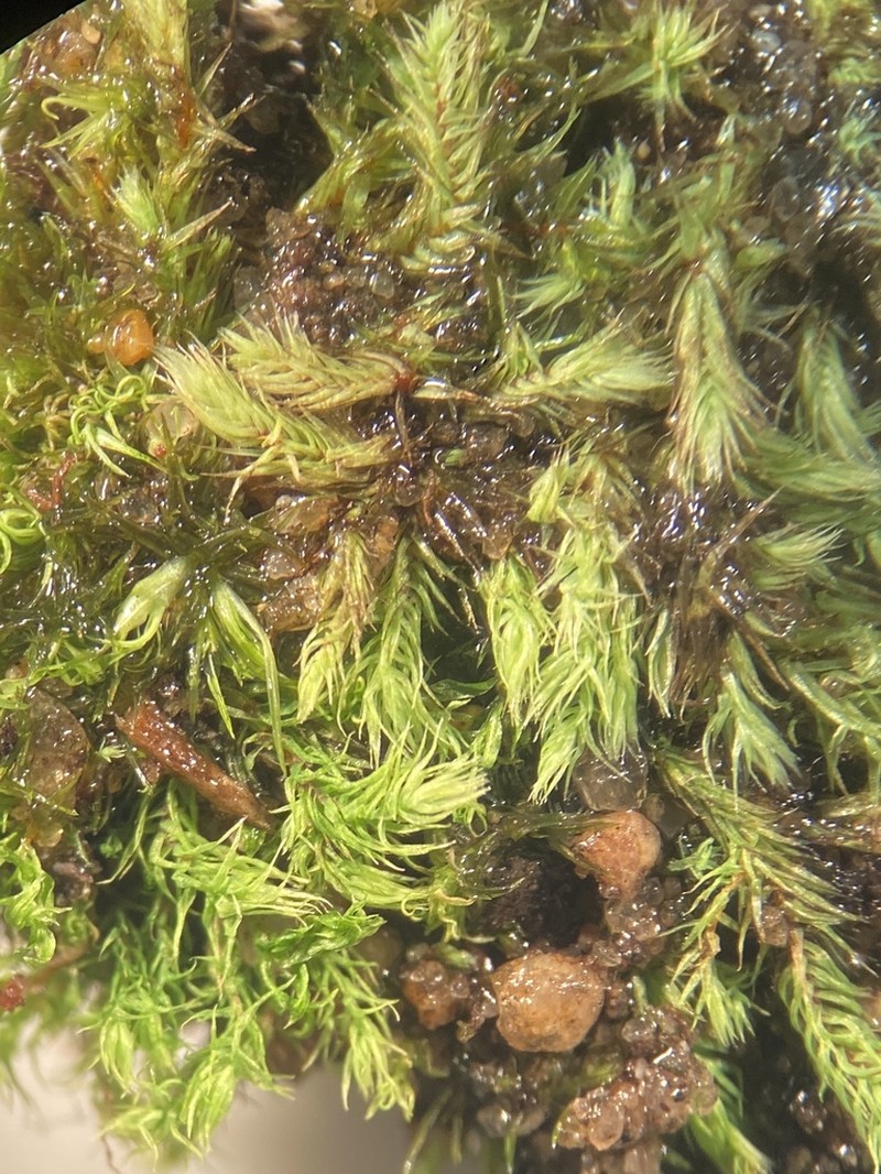 Philonotis Moss photo 8