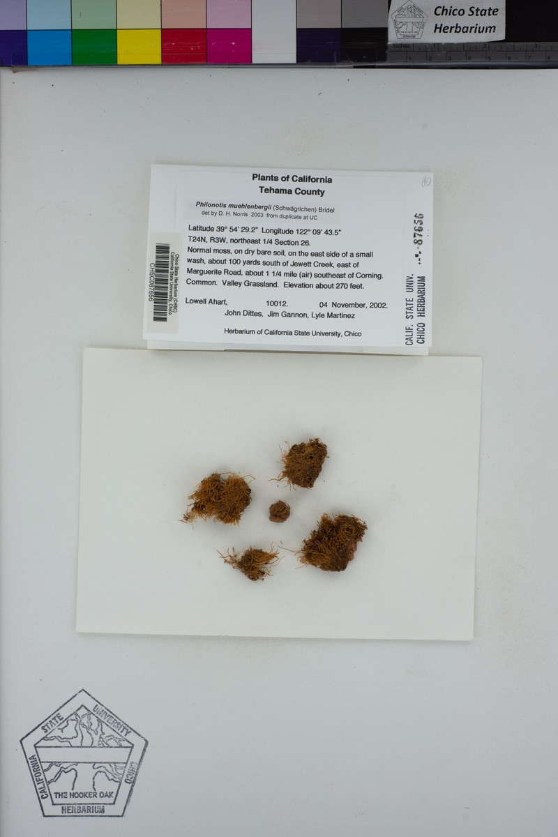Muehlenberg's Philonotis Moss