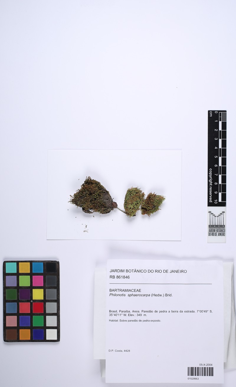 Philonotis Moss photo 5
