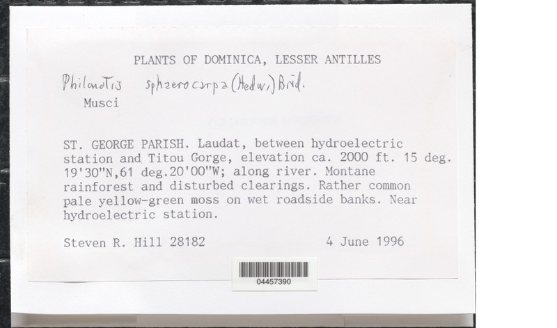 Philonotis Moss photo 6