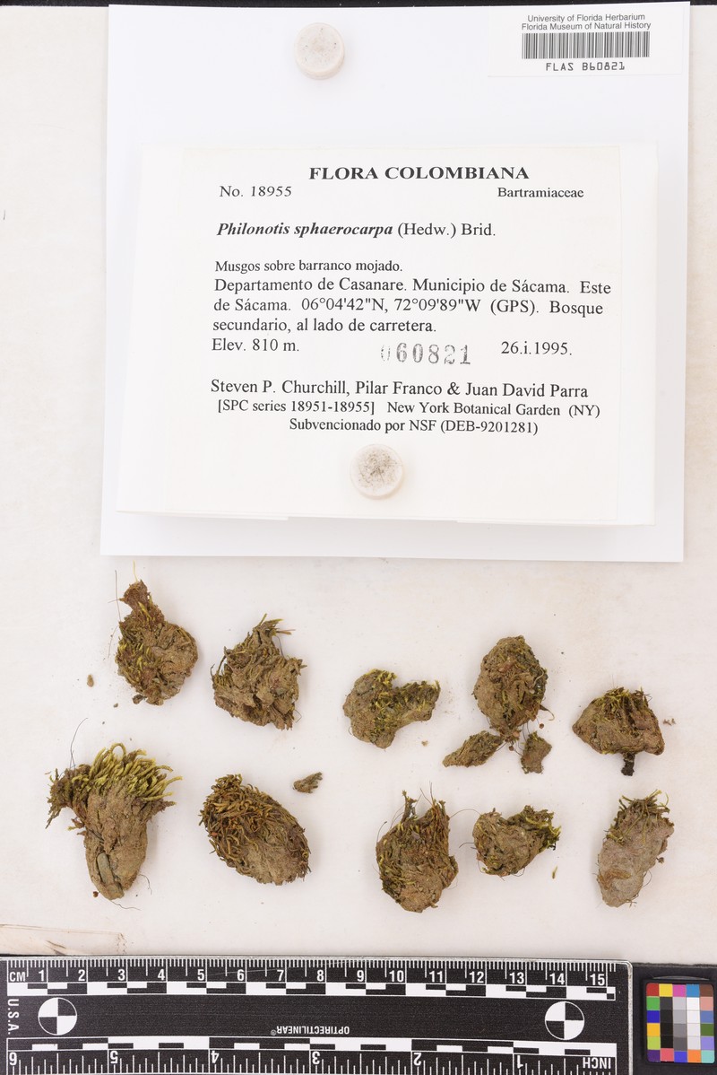 Philonotis Moss photo 7
