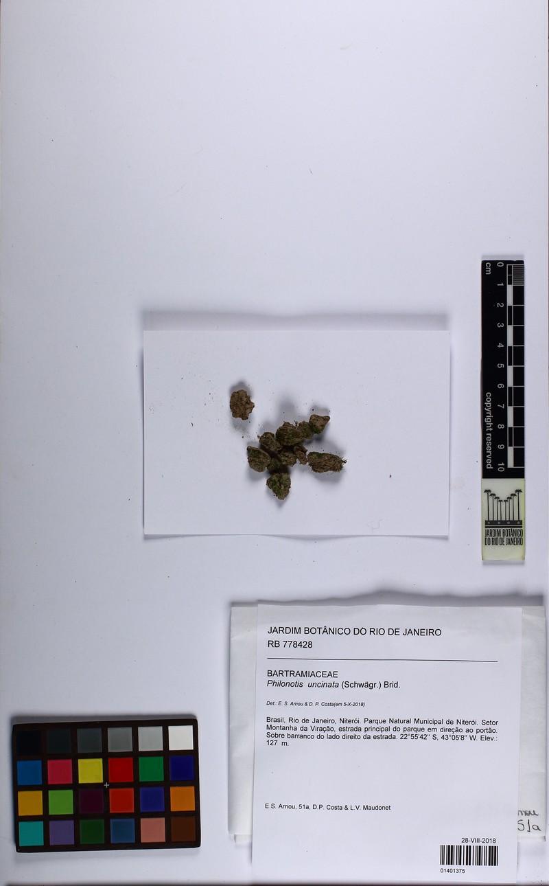 Philonotis Moss photo 4