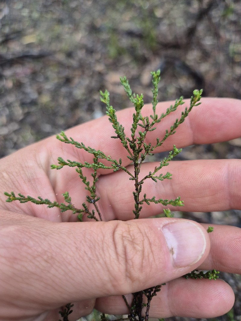 Philotheca angustifolia subsp. angustifolia photo 2