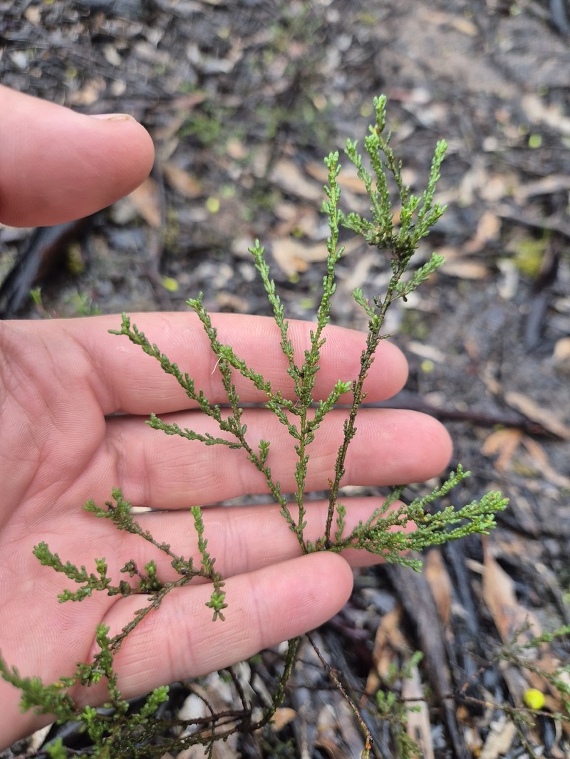 Philotheca angustifolia subsp. angustifolia photo 3