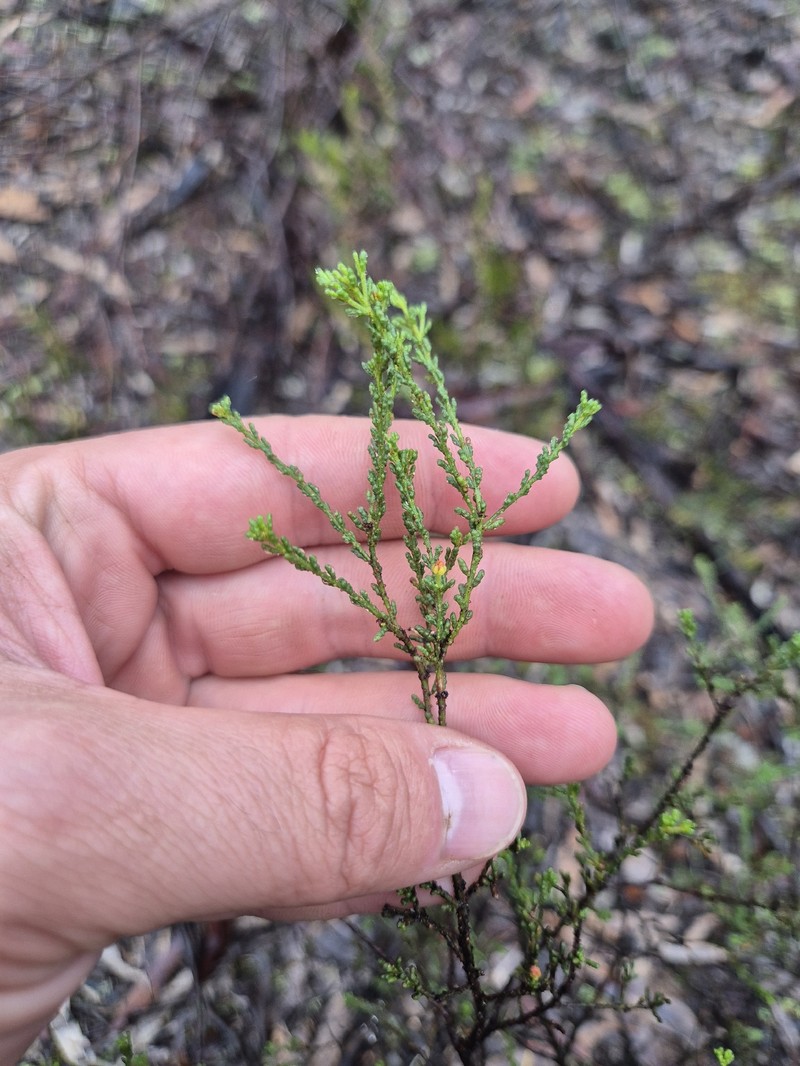 Philotheca angustifolia subsp. angustifolia photo 4