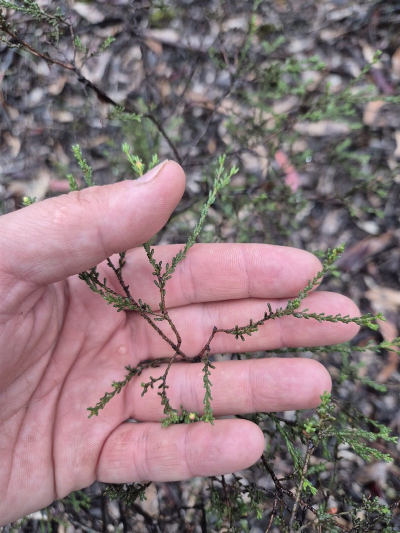 Philotheca angustifolia subsp. angustifolia photo 5